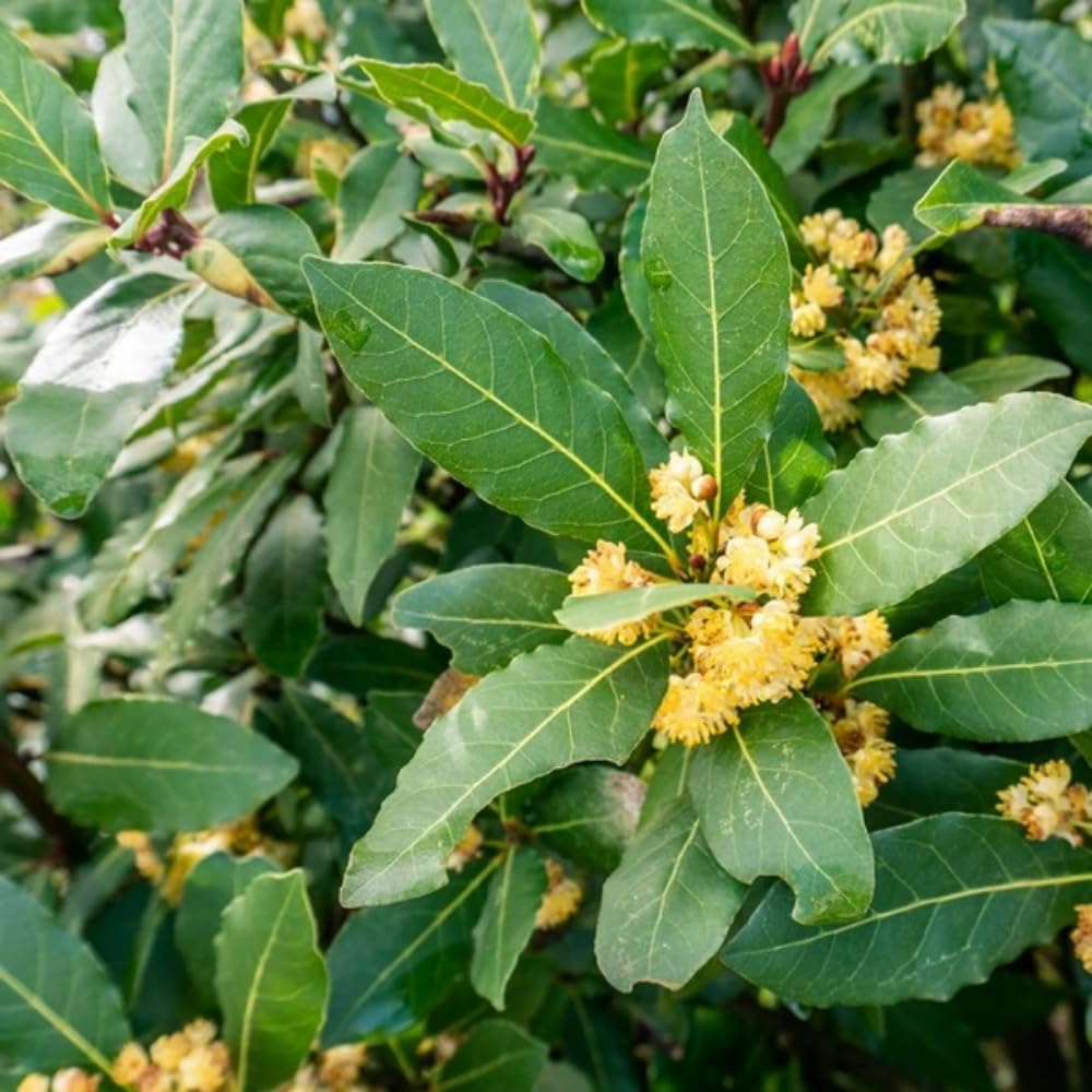 Sweet Bay Laurel Plant Live, Laurus Nobilis Bay Leaf Tree, 5-9" Tall, Fragrant Herb