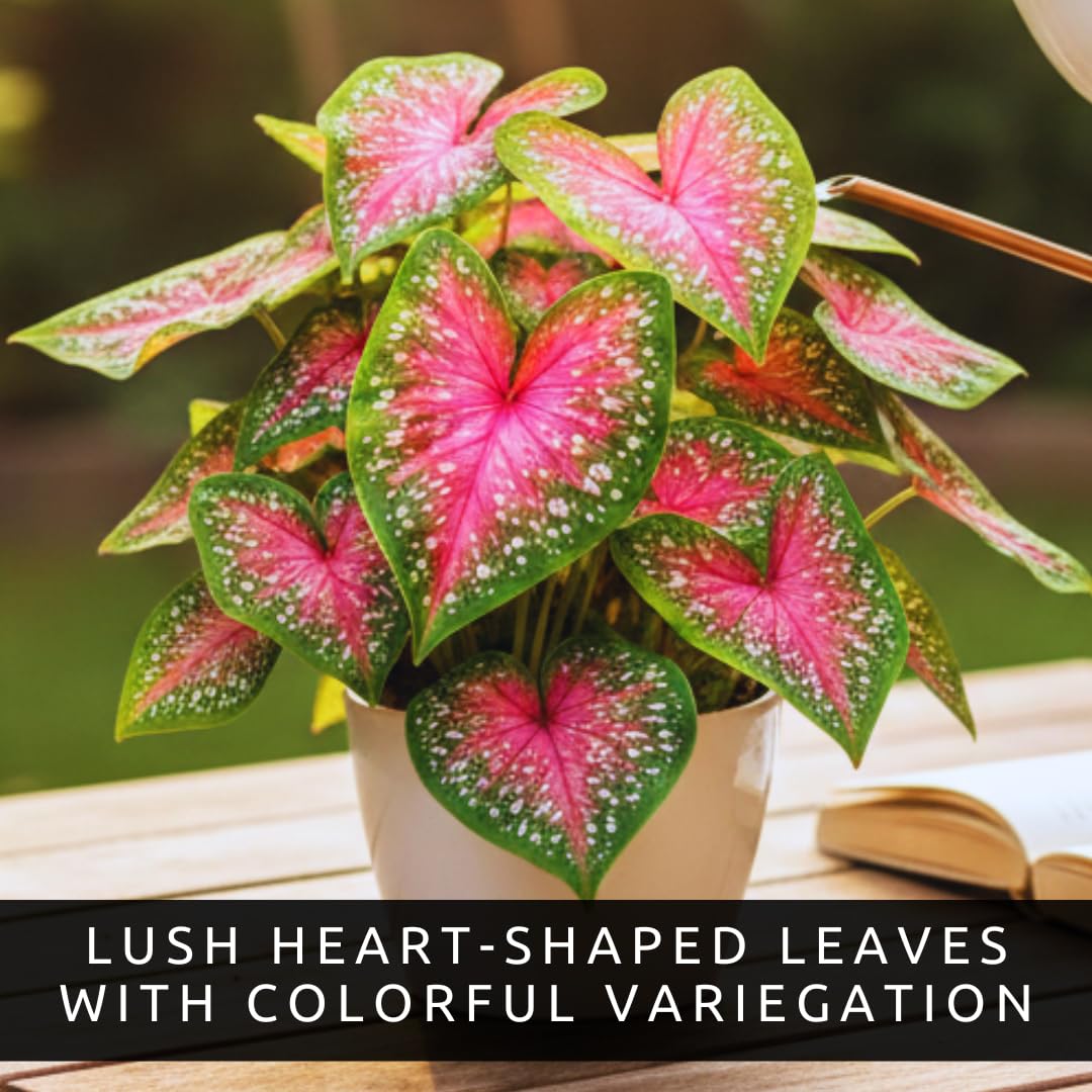 6 Classic Pink Caladium Bulbs for Planting - Beautiful Spotted Leafs Stand Out - Perennial Hosta, Elephant Ears, Fancy (6 Bulbs)