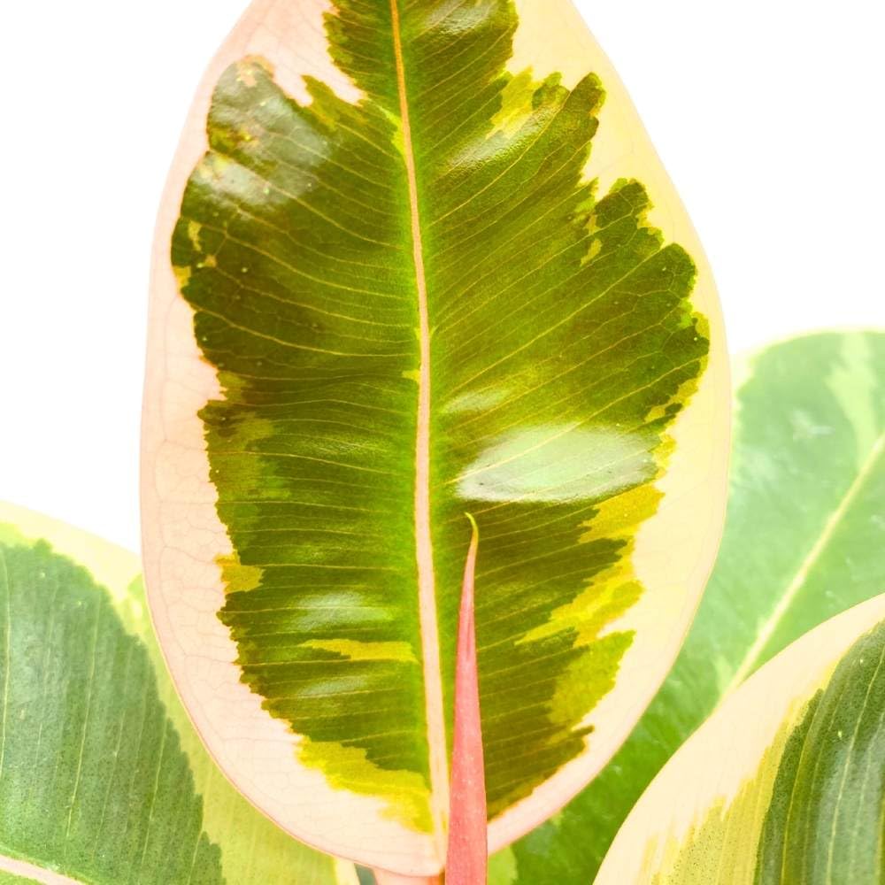 BubbleBlooms Ficus elastica Tineke Variegated 6 inch India Rubber Tree Decora Fig Plant