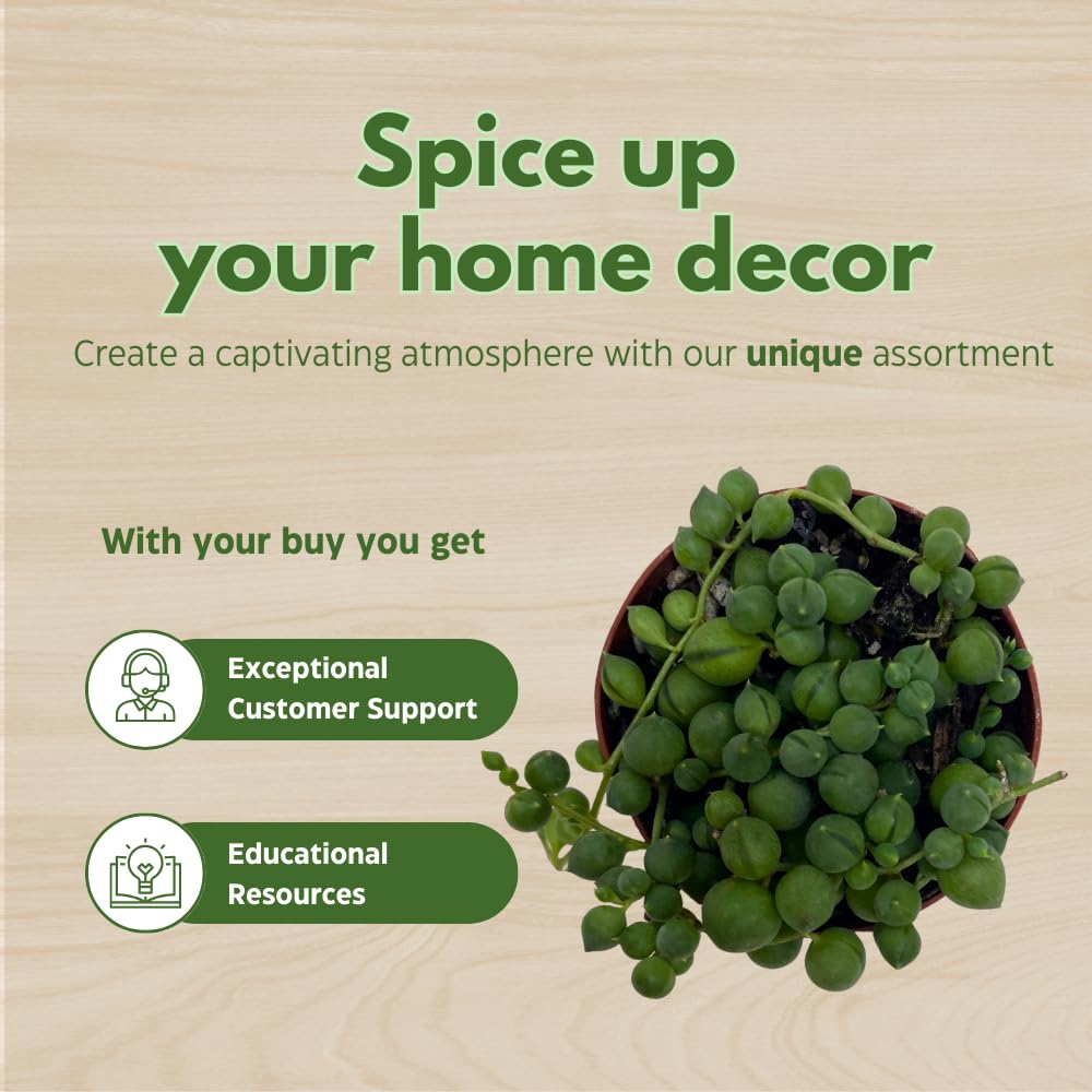BubbleBlooms String of Pearls, Beads, peas Senecio rowleyanus Curio Rosary Plant in 2 inch Pot