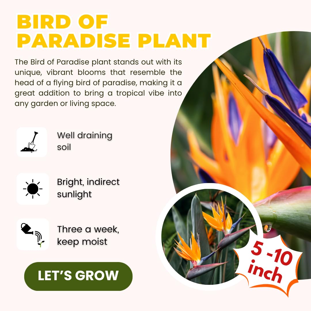 Orange Bird of Paradise Live Plant, Size 5-12” Tall, Strelitzia Reginae Houseplant Indoor Outdoor Tropical Plant