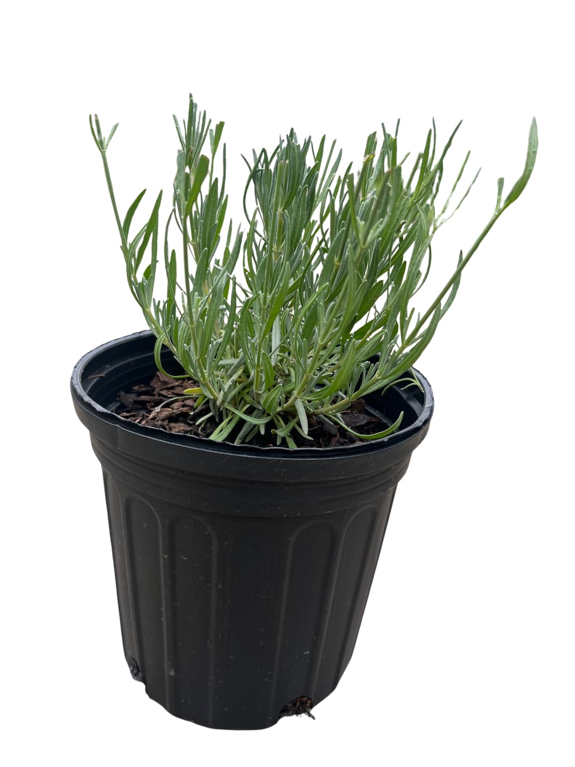 Phenomenal Blue Lavender Herb - Gallon Pot - Live Plant