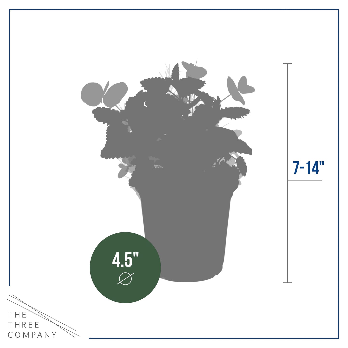 Live Aromatic and Edible Herbs - Assorted Varieties (4 Per Pack) - Lemon Verbena, Eucalyptus, Mint, Lavender - 6" Tall by 3" Wide in 1 Pint Pot