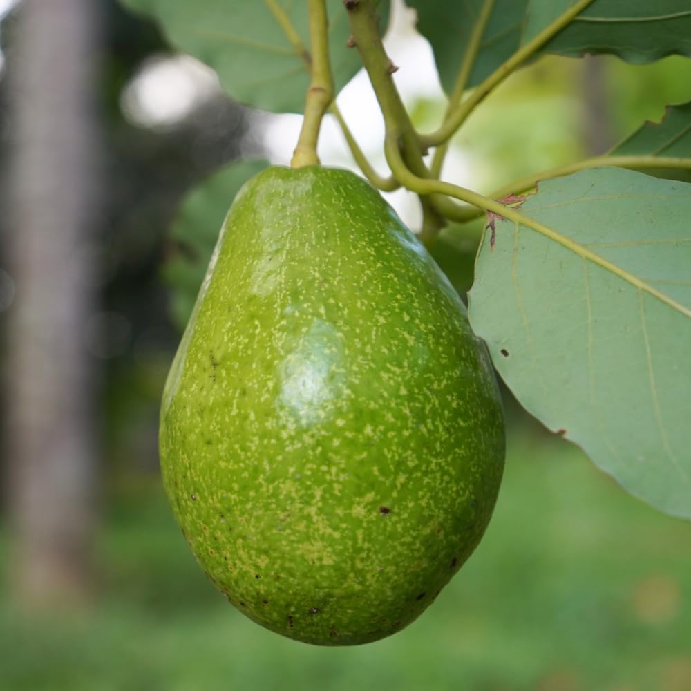 Green Avocado Tree, Avocado Trees Live Plants in 3 Gallon Pot, Fruit Bearing Plant for Outdoor Garden, 1-2 Feet Tall, No CA