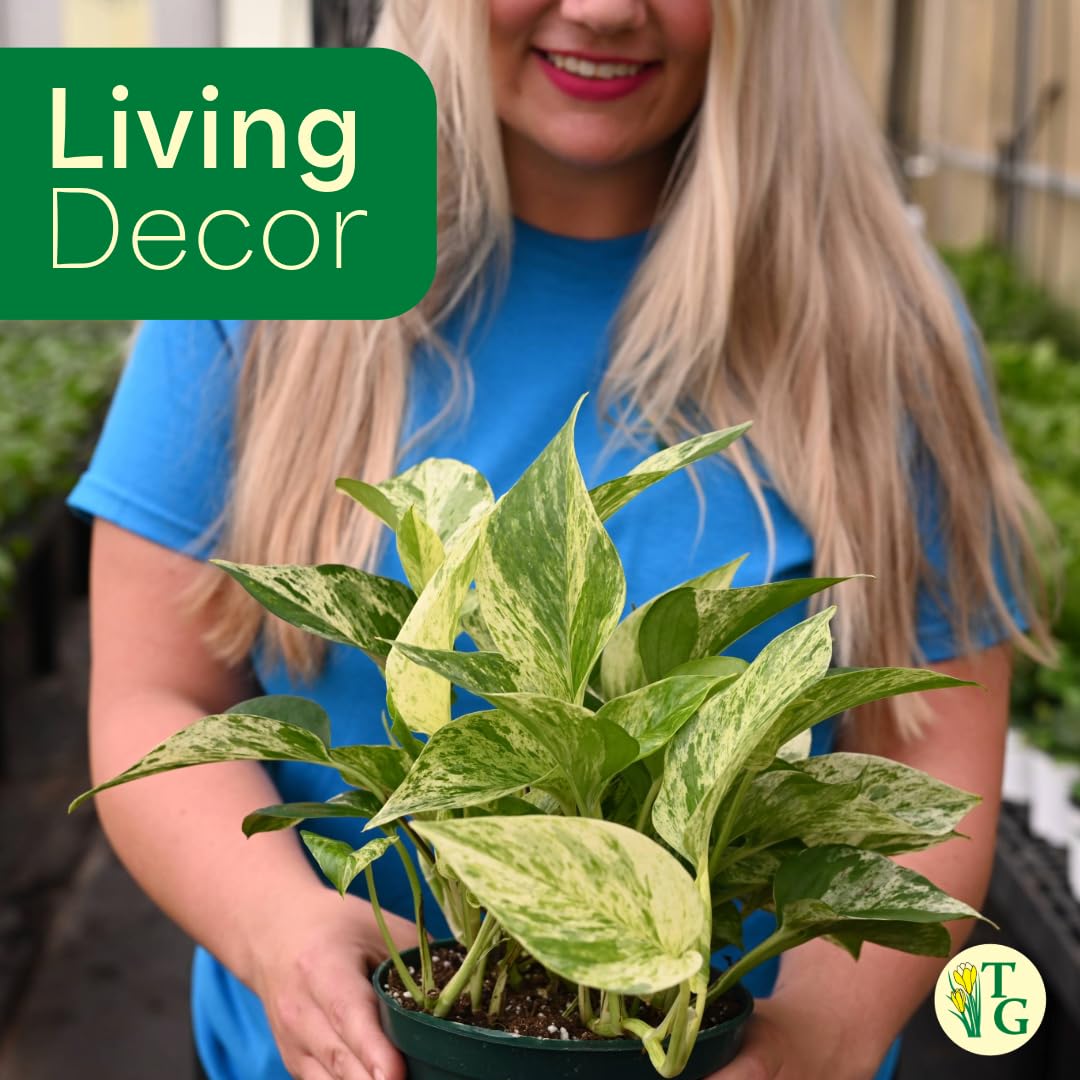 Thorsen's Greenhouse Marble Queen Pothos, Live Indoor Plant, Easy to Grow, Rare Variegated Houseplant, Natural Air Purifier, 4-inch Diameter Pot (Coffee)