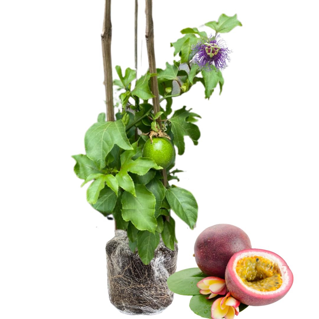 Passion Fruit Tree Live Plant, Purple Passionfruit Vine Plant Live, Passion Fruit Plant for Garden Outdoor or Indoor, 5 to 8 Inc in Height