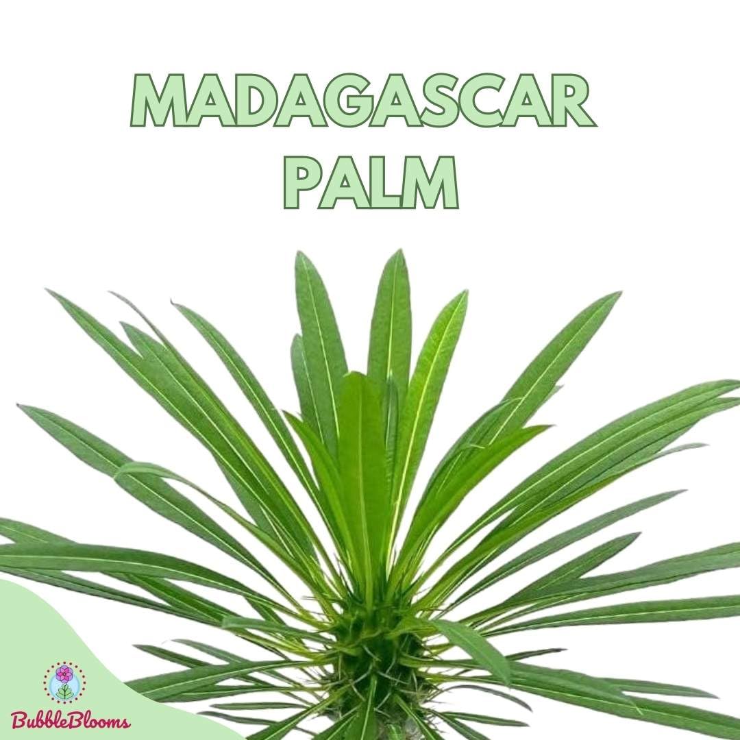 BubbleBlooms Madagascar Palm Pachypodium Geayi, 6 inch