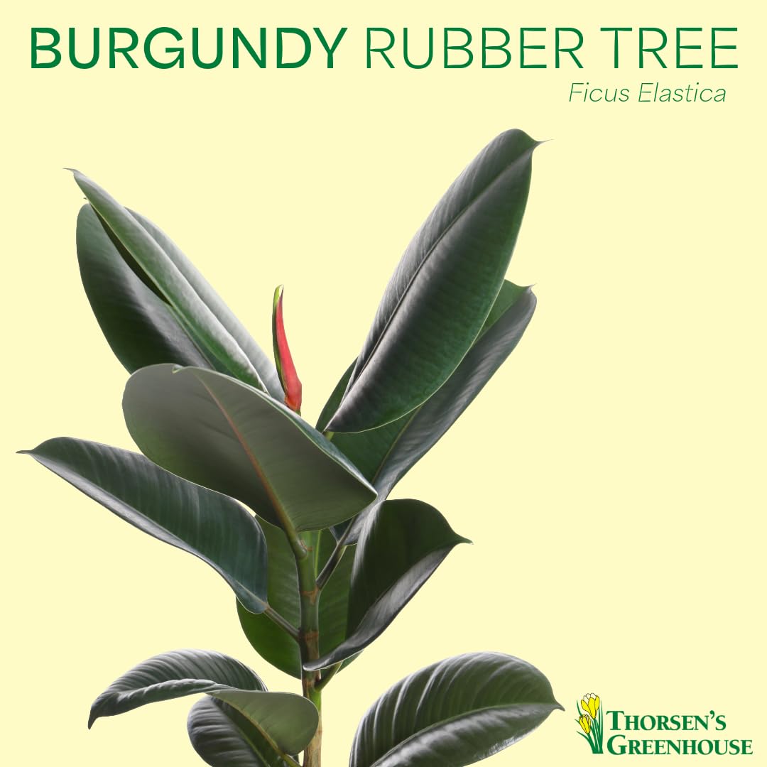 Thorsen's Greenhouse Ficus elastica, Live Indoor Plant, Rare Variety, Natural Air Purifier, Burgundy Rubber Plant, 4-Inch Diameter Pot (Nursery Pot)