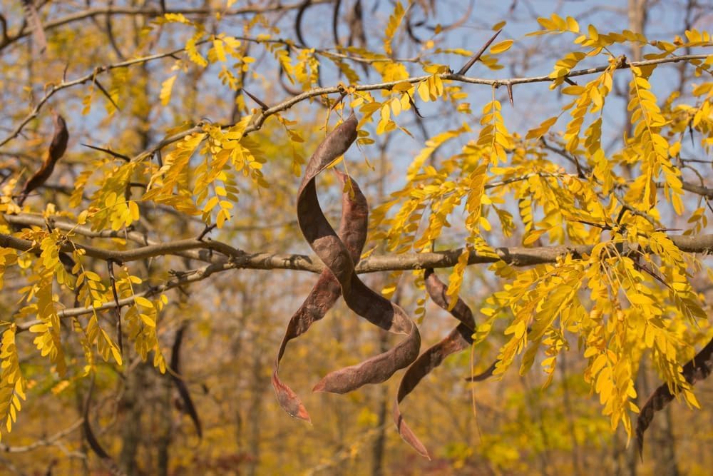 Honeylocust Tree Seedlings for Planting (2 Seedlings)