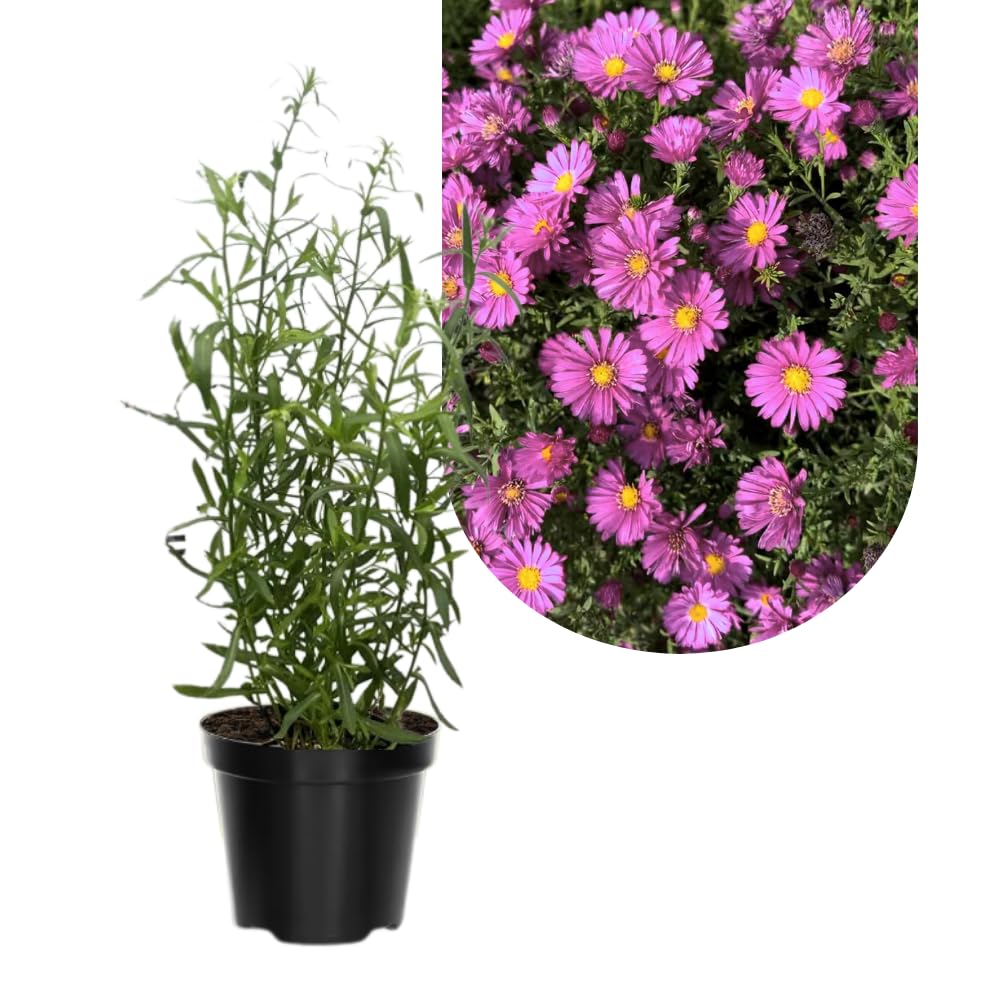 2 Aster Plants Live, Asters Perennial Live Plants, 5 to 7 Inc Tall, Flower Plant for Gardening (Pink)
