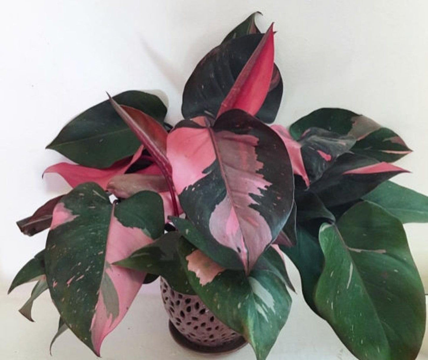 Live Plant - Pink PRINCESSVariegated Philodendron Small Rooted Starter Plant