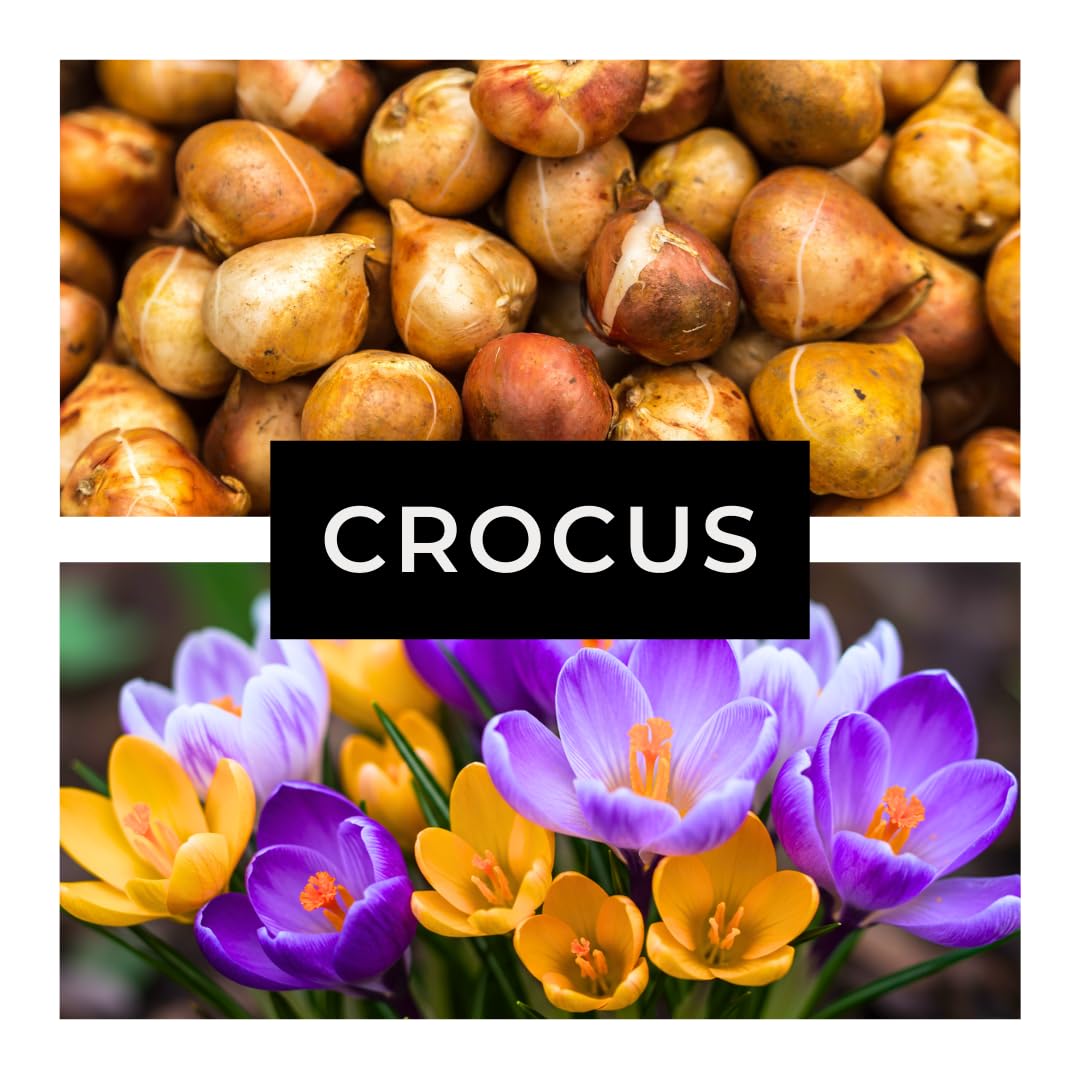 Colorful Crocus Blend Bulbs for Planting - Stunning Early Spring Blooms (50 Bulbs)