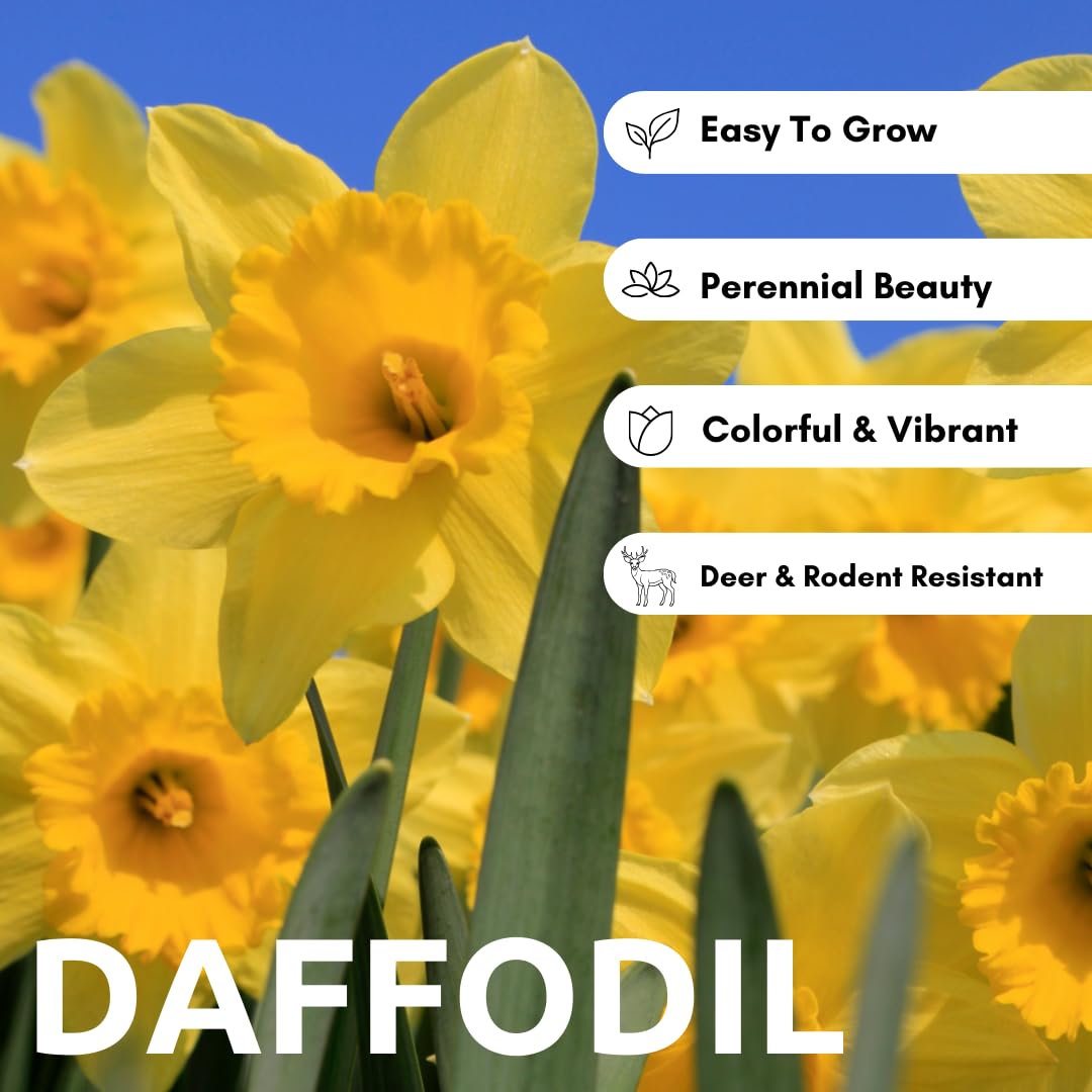 Large Flowering Mix Daffodil Bulbs for Planting, Stunning Perennial Flower Bulbs, Borders, Garden, Landscaping, Bulb Size 12/14 cm, Large Flowering Daffs (25 Bulbs)