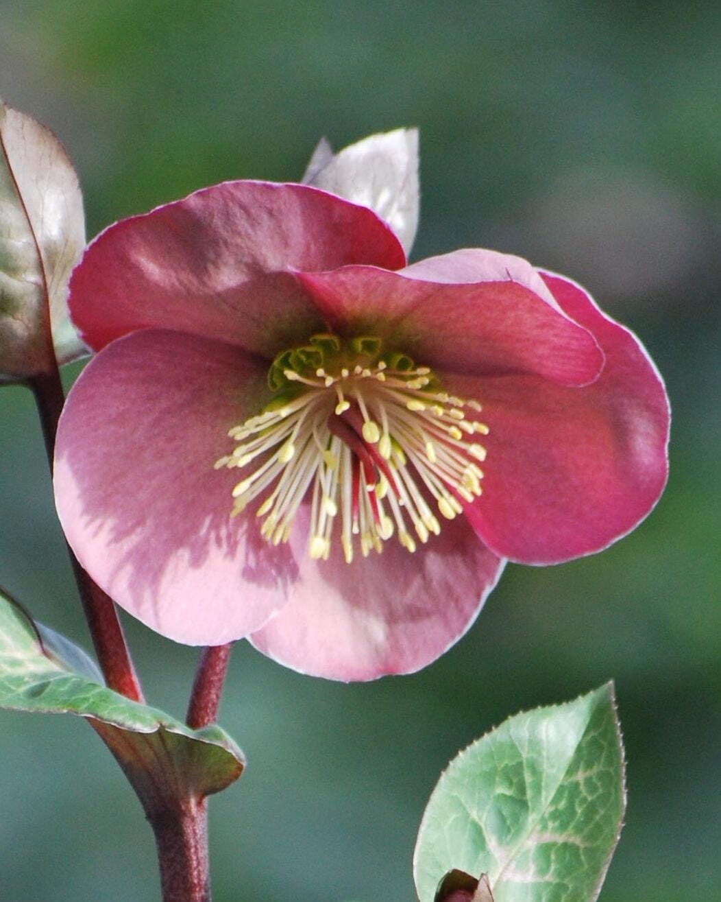 Perennial Farm Marketplace Helleborus Frostkiss® Penny’s Pink (Lenten Rose) Live Perennial, Size-#1 Container, Mauve Pink Late Winter to Spring Flowers with Marbled Evergreen Foliage