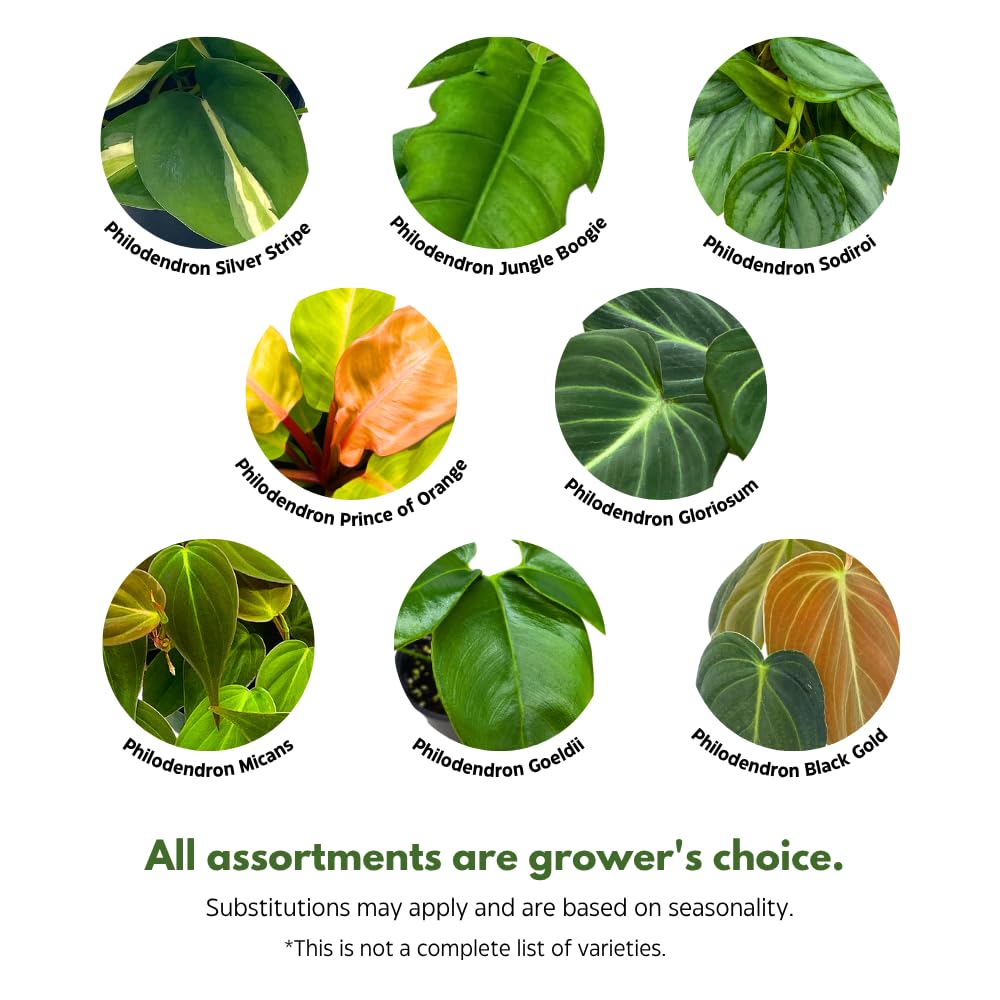 BubbleBlooms Philodendron Assortment Set, 4 inch pots, Set of 3, Indoor Houseplants Grower's Choice Variety