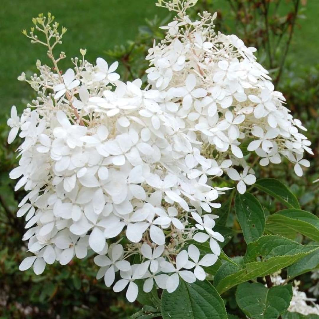 Hydrangea Live Plant Bush Shrub for Planting, 1 Year Old Hydrangea Tree Plant for Outdoor Planting, Change Color Flower Blooms (Pink to White)