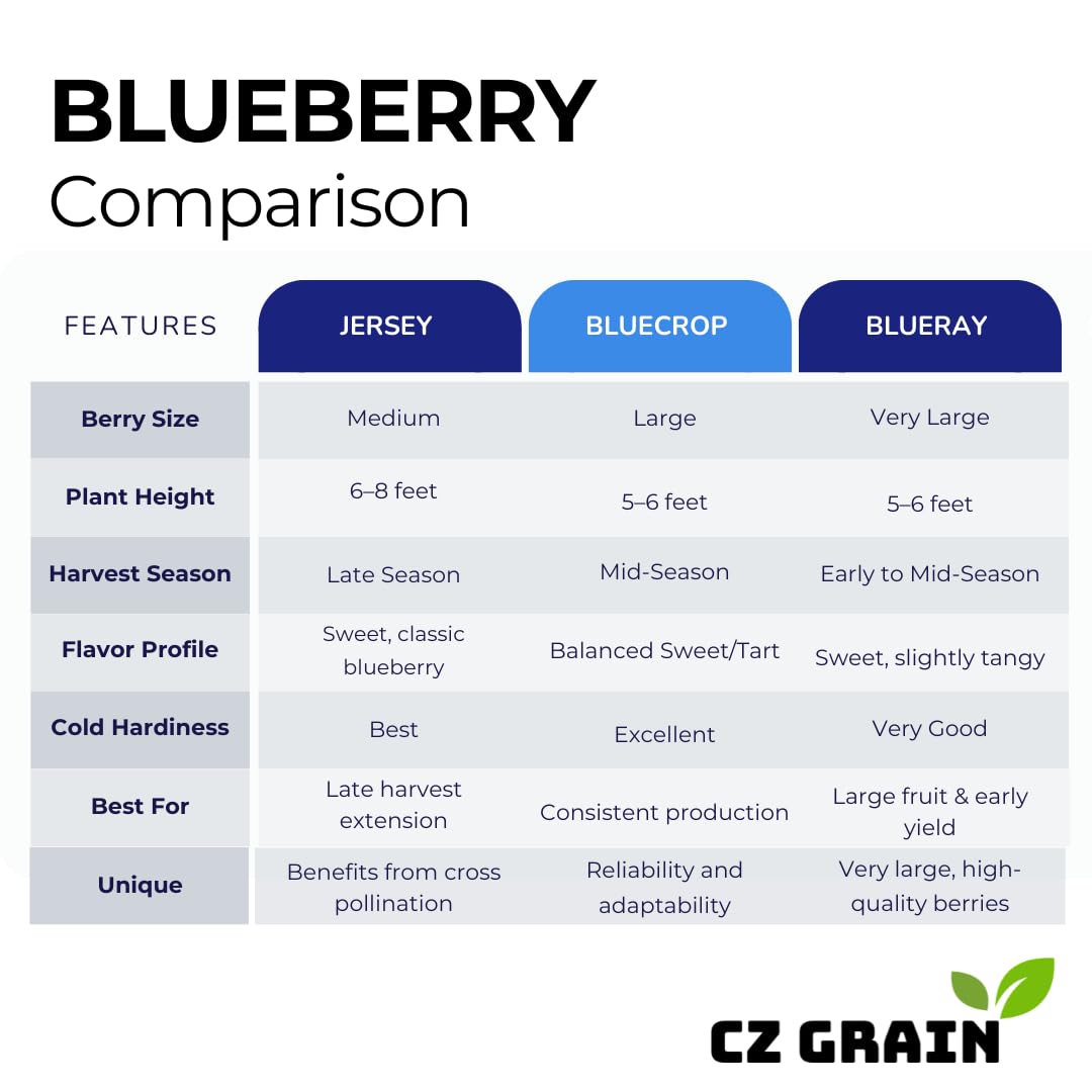 5 Blueray Blueberry Tree Seedlings Live Plant – Fruit Bearing Blueberry Bush Starter in Box – Healthy Rooted Sapling for Outdoor Garden, Patio or Container Growing (5 Plants)