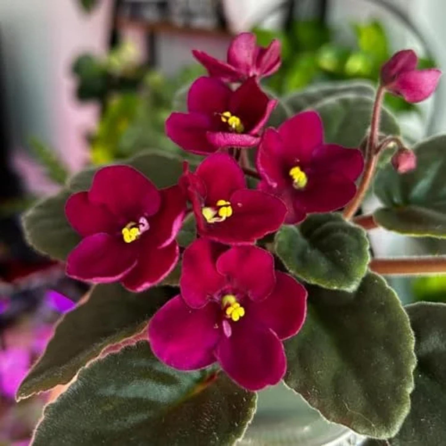 Burgundy Red African Violet Plant, Perennial African Violet Live Plants in 4 Inch Pot, Violets Live Plants Houseplant for Indoor Garden