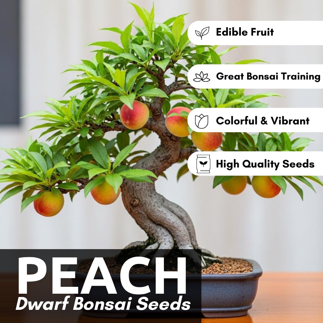 Bonsai Peach Tree Seeds – 5 Large Seeds for Miniature Fruit-Bearing Trees – Easy to Grow, Hardy, Produces Sweet Peaches - Great for Beginner Bonsai - Ideal for Home Garden