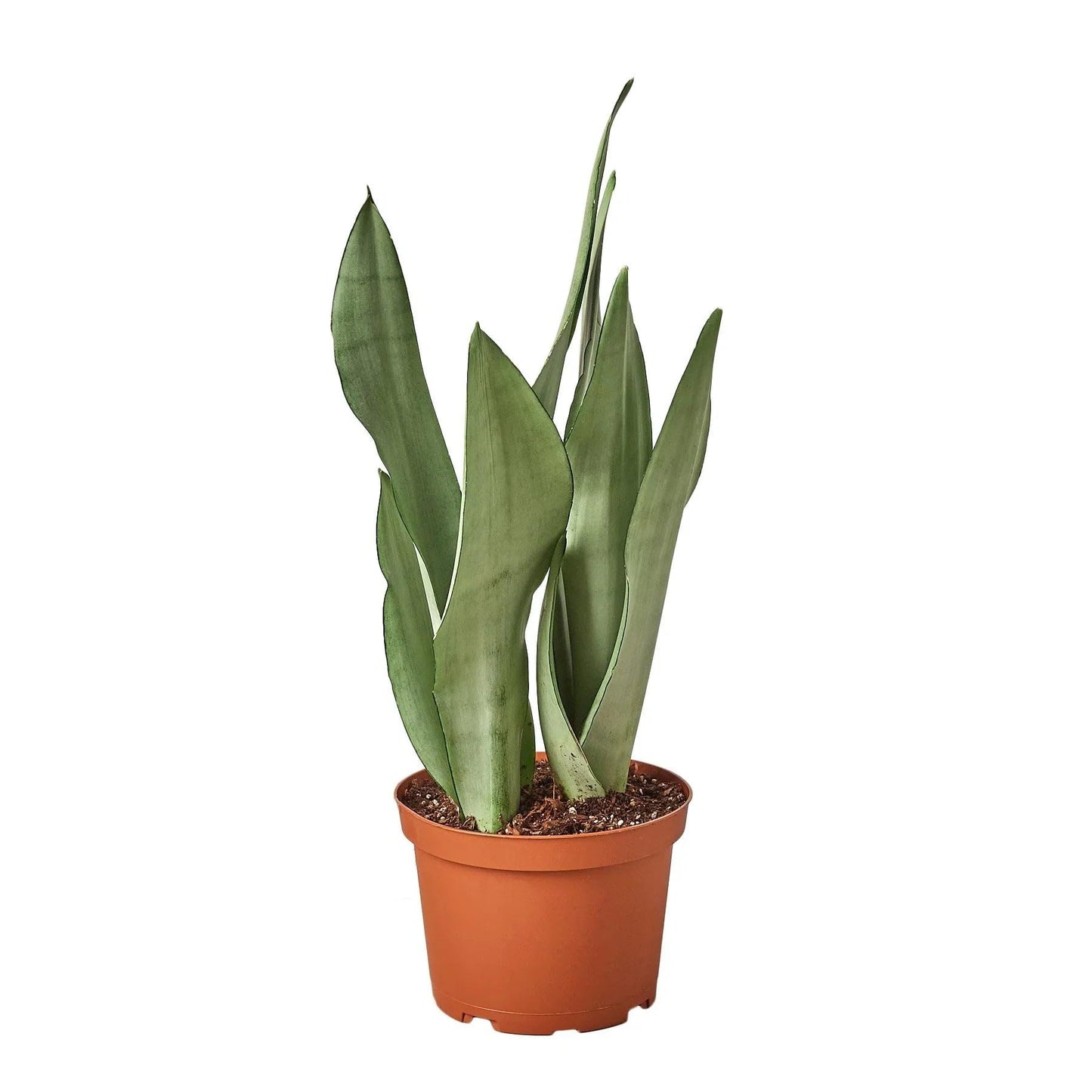 Snake Plant Moonshine | Live Plant for Indoor & Outdoor | for Living Room, Office, Bathroom | (4" Pot)