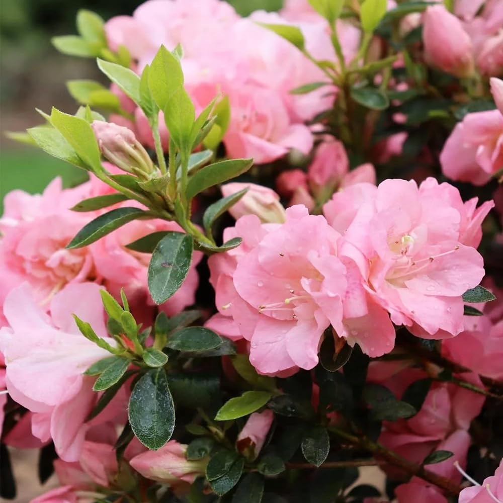 100+ Rhododendron Carolina Azalea Seeds Mix Flowers Shrub Bush Tree Flowers Garden Plant
