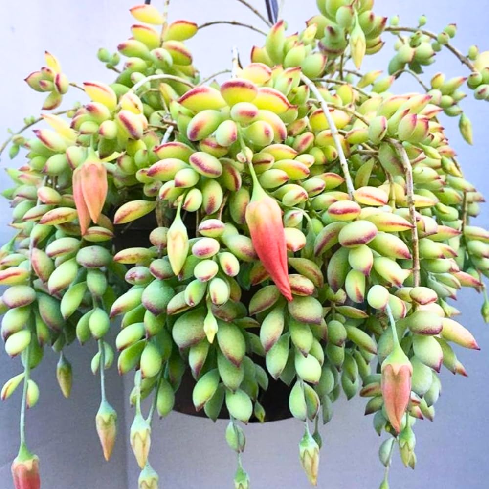 2" Pot Cotyledon Pendens Succulent Plant Live, Trailing Succulent House Plant for Home Office Decoration, Rare Indoor Live Plant