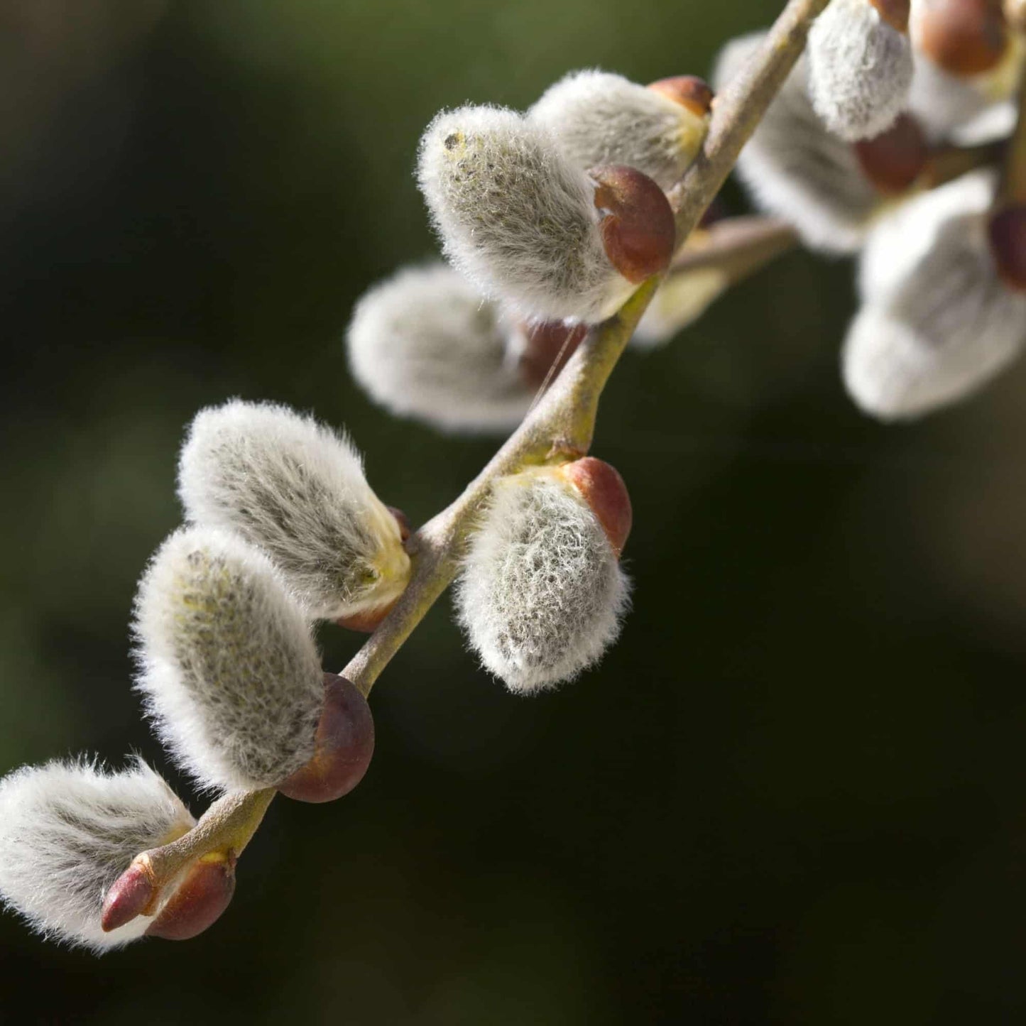 2 Goat Willow Cuttings - Pussy Willow Trees - Fresh Cuttings, Ready to Plant - Guaranteed to Grow