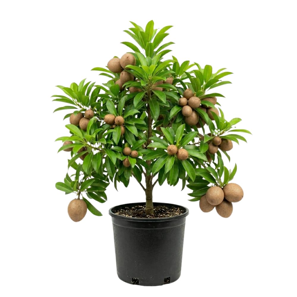Sapodilla Tree Live Plant, Sapodilla Plant, Sweet Brown Tropical Fruit Tree, 3 Gallon Pot, 2-3 Feet Tall, Ideal for Backyard, Edible Garden, No Ship to CA