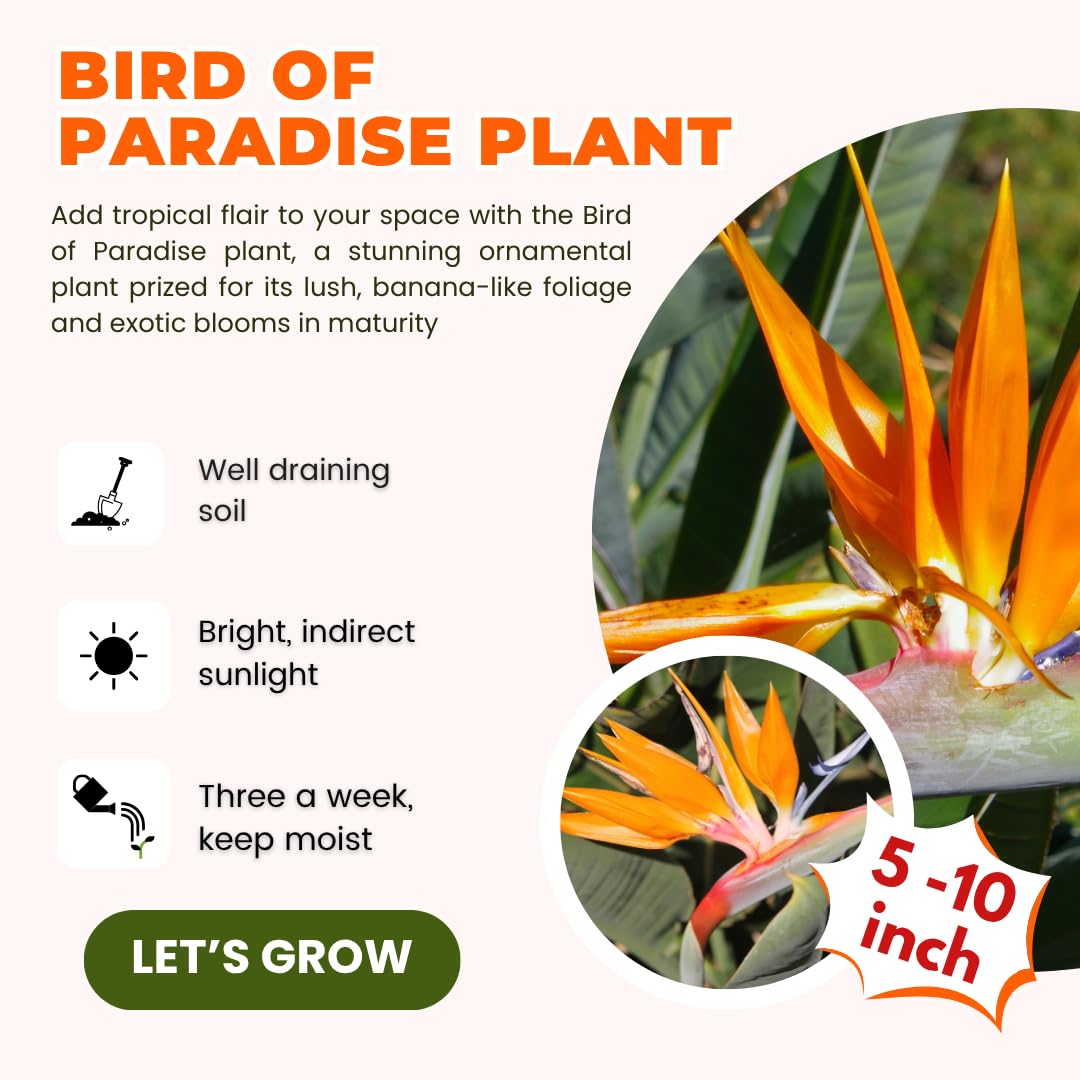 Bird of Paradise Live Plant to Grow, 5 to 9 Inches Tall, Strelitzia Reginae Bird of Paradise, Tropical Outdoor Plant (Yellow Bird of Paradise)