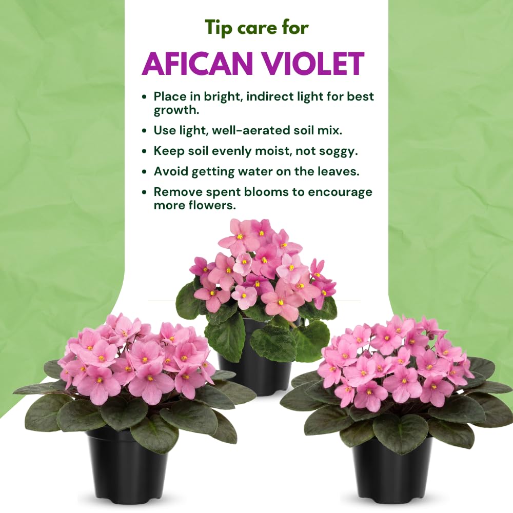 African Violet Live Plant in 4 Inch Pot, Flowering Houseplant, Easy Care Indoor Plant with Vibrant Blooms (Light Pink African Violet)