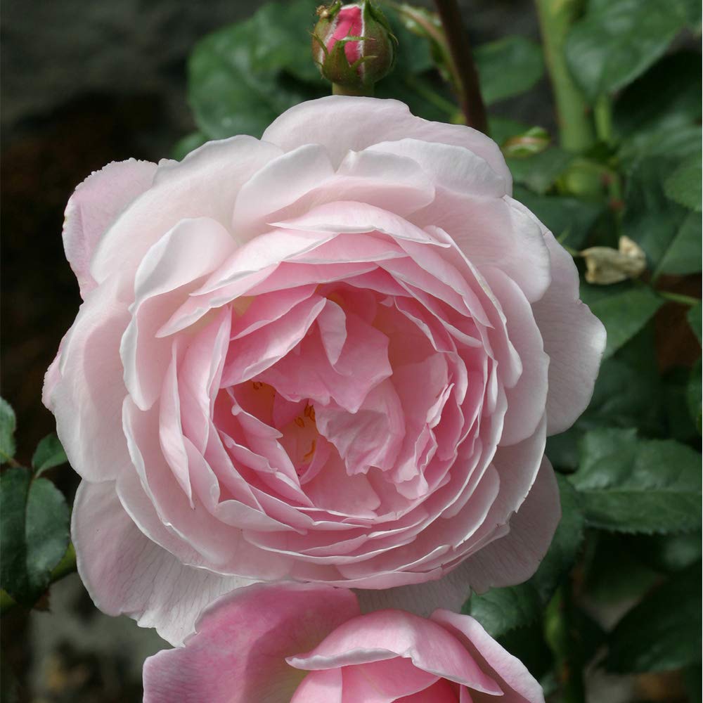 Heirloom Roses David Austin Rose Plant - Scepter'd Isle® Pink Rose Bush, English Roses Live Plant for Planting Outdoors