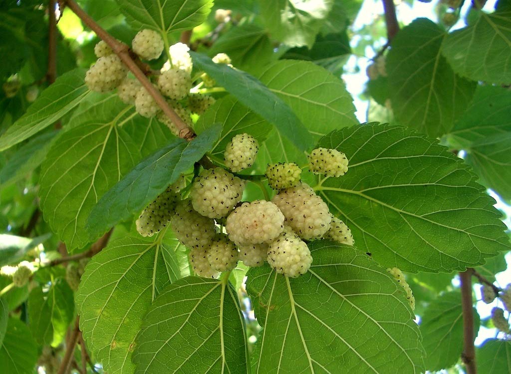 Starter Live Plants of White Mulberry Tree (Morus Alba) - Beautiful All Year Round - USDA Zones 4 to 8 (2 Plants)