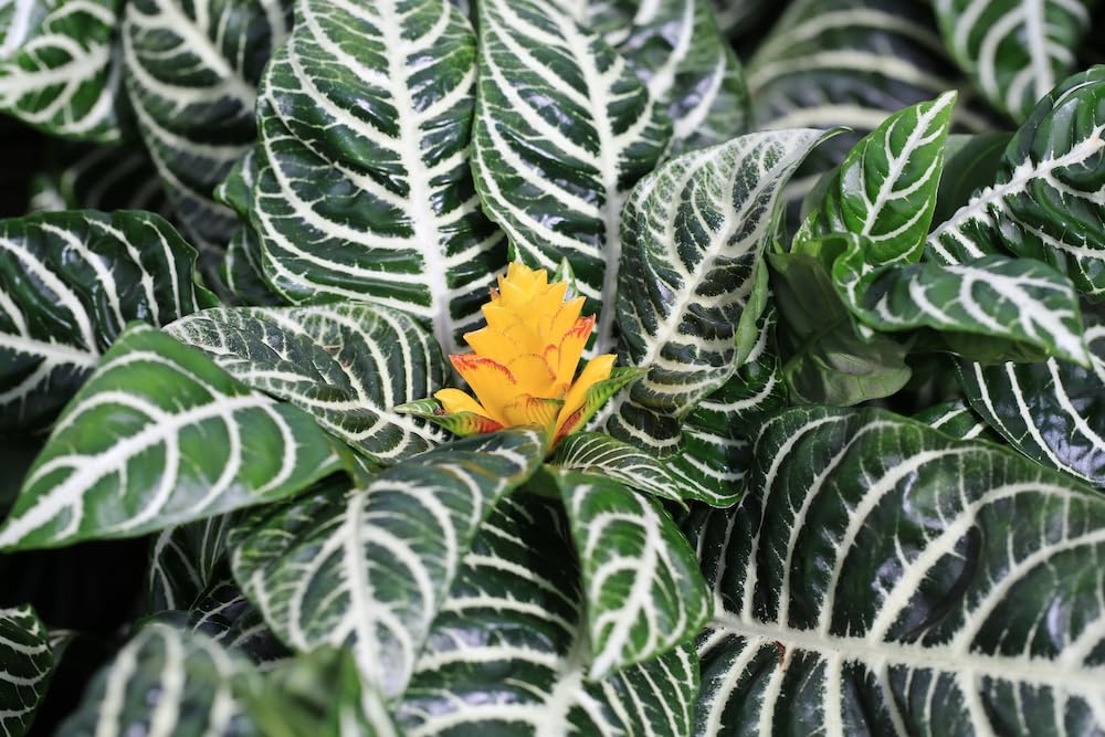 Snow White Zebra Plant - Aphelandra - Exotic and Unique House Live Plant - 4 inch Pot - Hopewind Plants Shop