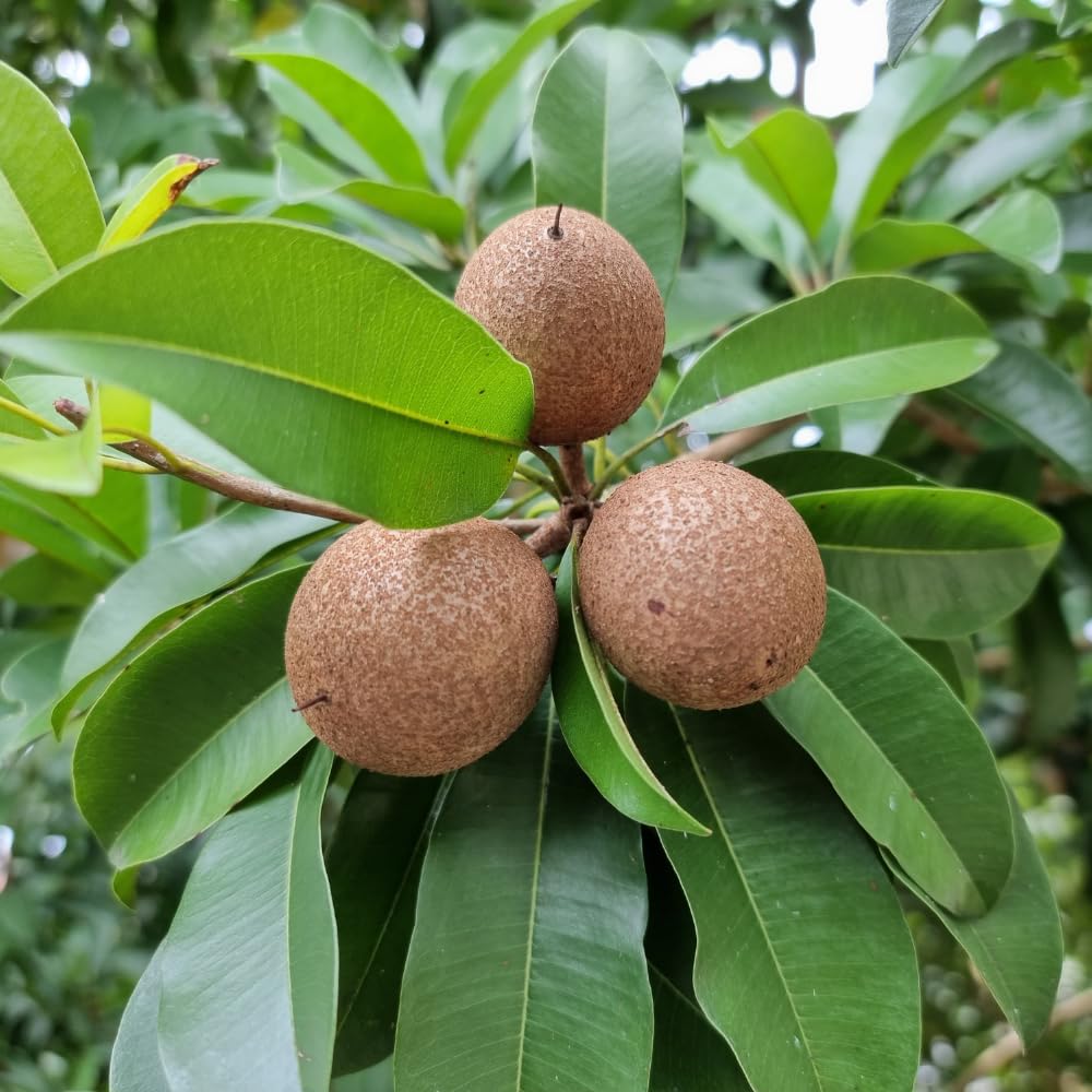 Sapodilla Tree Live Plant in 1 Gallon Pot, Sweet and Edible Fruit for Home Gardens, Sapote Seedlings from 2 to 3 Feet Tall