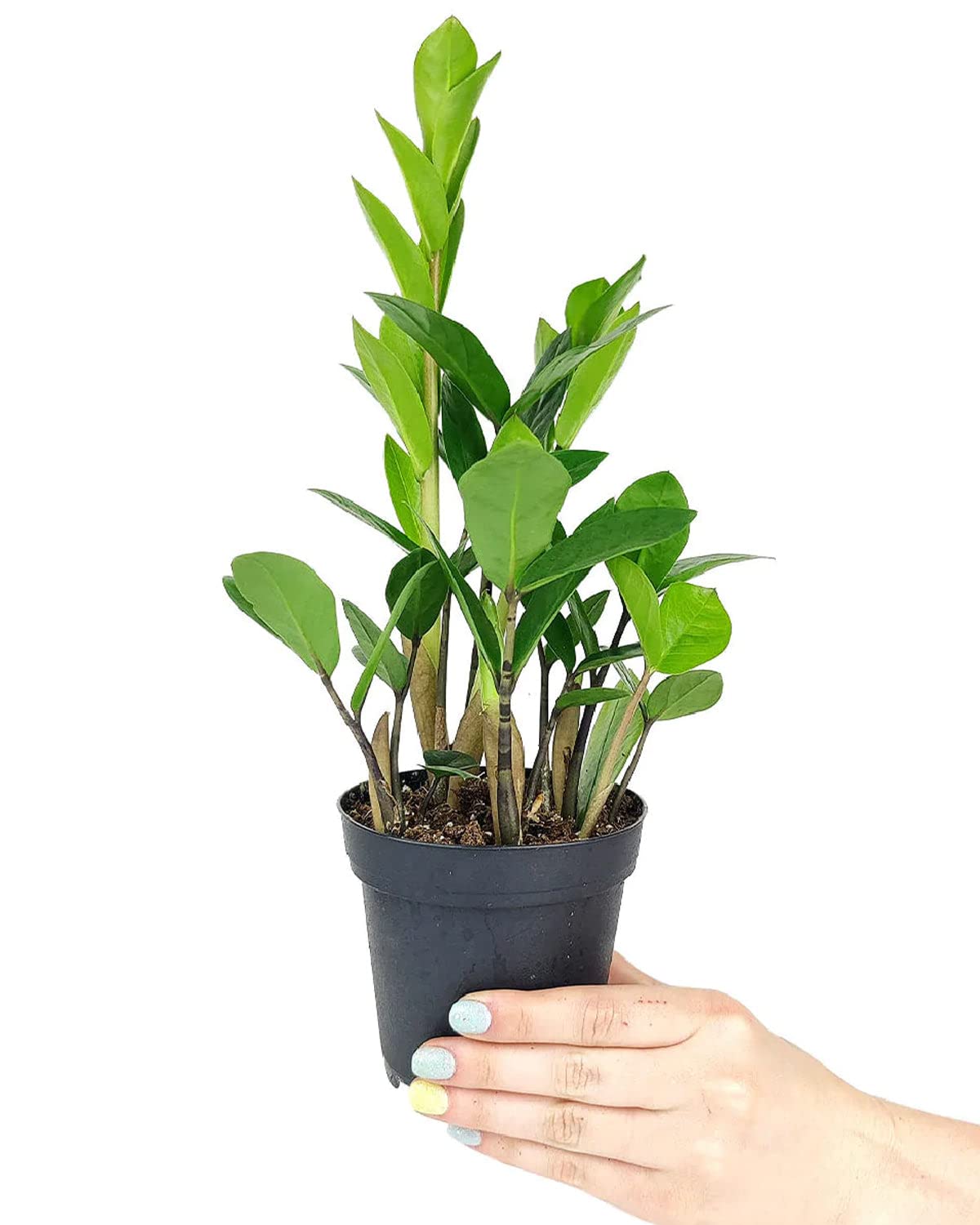 ZZ Plant (6" Grower Pot) - Low Light and Healthy Houseplant - Easy to Care, Easy to Grow Plants for Beginners - Live Healthy Houseplant for Home Office Decoration - Air-Purifying Indoor Plant