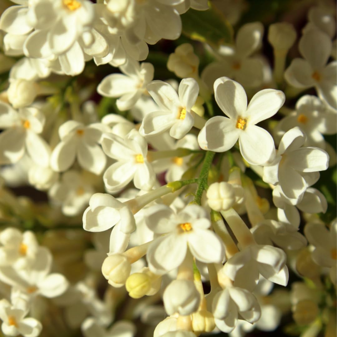 Live Yellow Lilac Plant Fragrant Syringa Flower Starter Plant, 6 to 8 Inch Tall Dormant Well Rooted