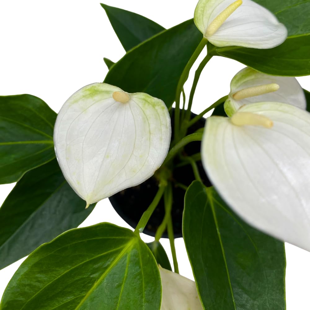 BubbleBlooms Anthurium White Flowering in a 4 inch Pot