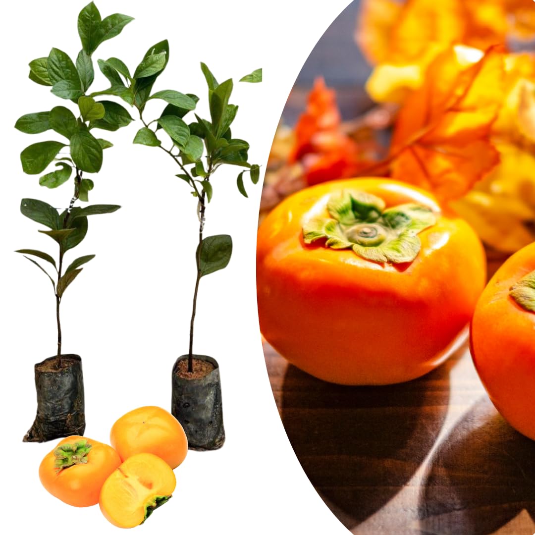 Potted Persimmon Tree Live Plant 1 Year Old Seedling, 8–12 Inches Tall in Quart Pot, Hardy Fruit Tree for Outdoor Spring Planting