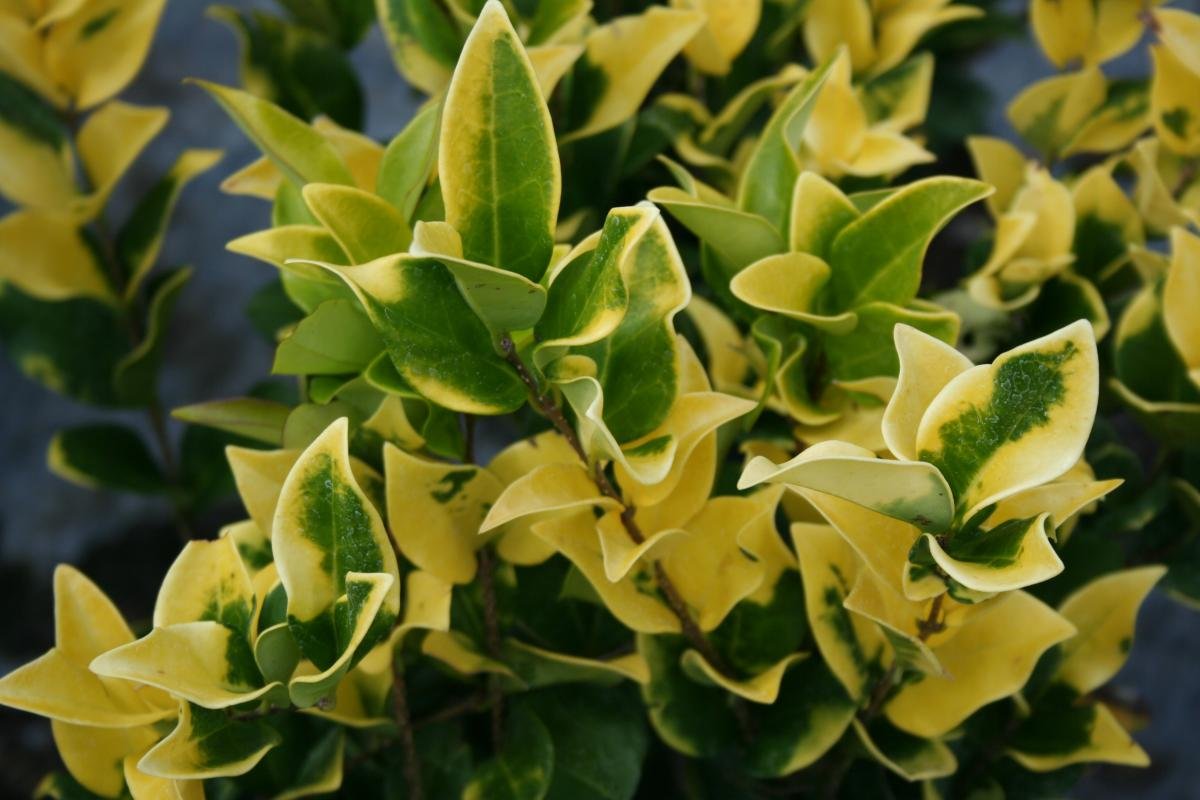 Ligustrum Japonicum 'Howardi' - 10 Live Plants - Evergreen Privacy Hedge Yellow Tip Shrub