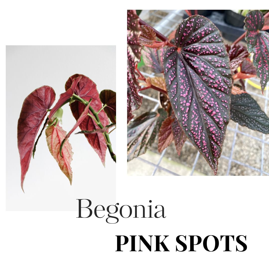 Begonia Live Plant Outdoor, Can Grow As Weeping Begonia, Fast-Growing, Easy-Care Flowering Plant for Gardens Containers, 5-9” Tall, No Pot, Begonia Maculata Plants (Pink Polka Dot)