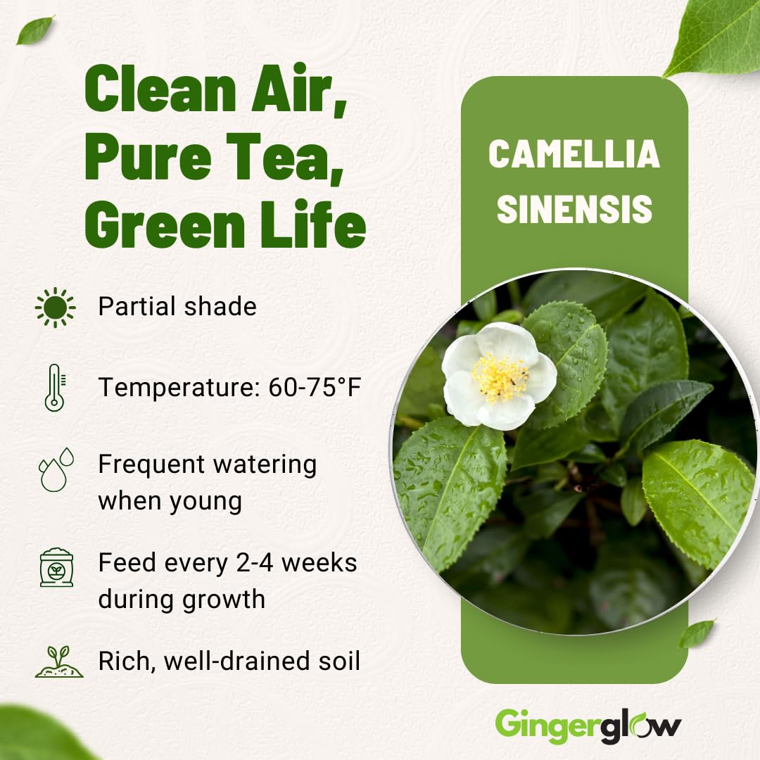 Camellia Sinensis Live Plant | Camellia Plant | Tea Leaf Plant 4 Inch Tall | Compact Evergreen Shrub for Containers, Courtyards, Garden Borders & Outdoor Landscaping