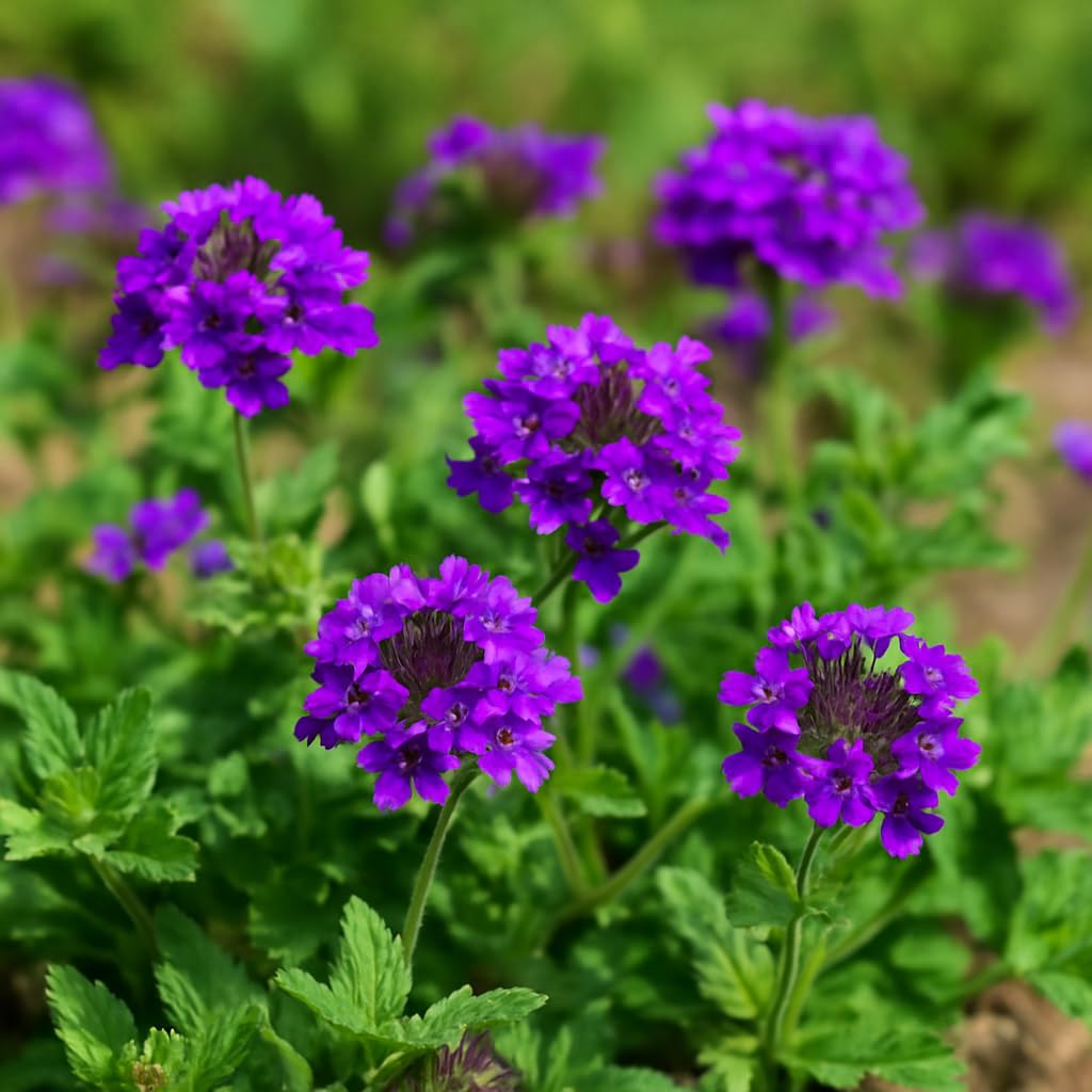 Perennial Farm Verbena x 'Homestead Purple' – Live Perennial in #1 Container, Deep Violet Blooms, Spreading Groundcover, Long Blooming, Heat Tolerant, Perfect for Borders, Containers & Pollinators