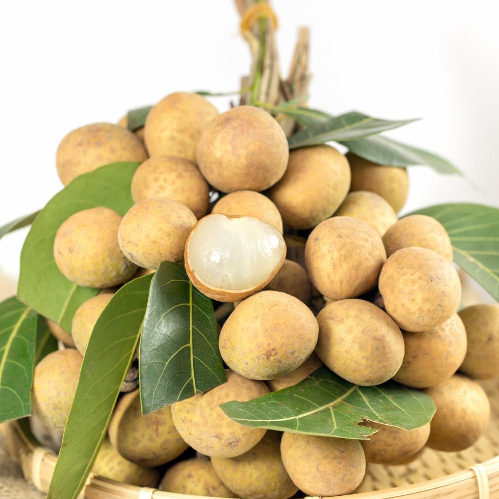 Longan Tree Live Plant, Longan Fruit Tree, 4 Inc Pot, 6 to 8 Inc Tall, Sweet Tropical Fruit for Backyard and Garden