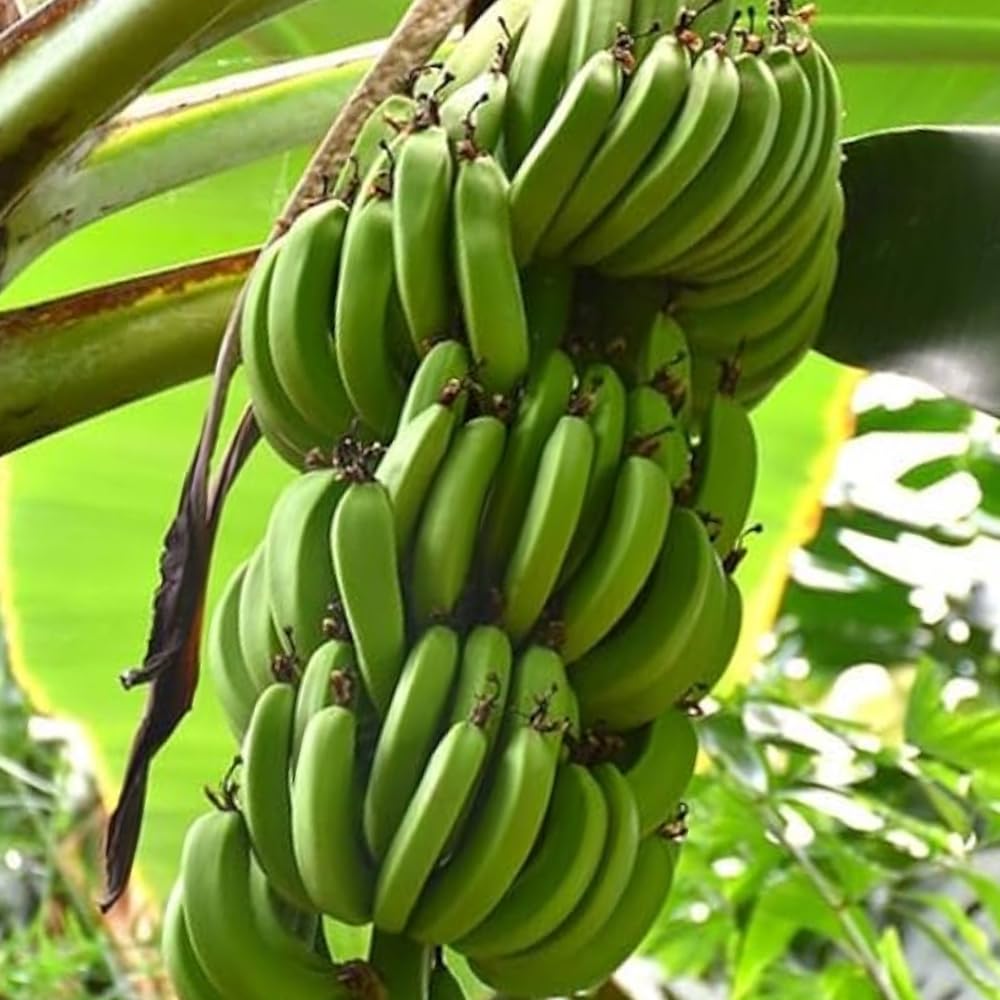 Banana Plant Live, Cold Hardy Tropical Banana, 4-6'' Tall, Starter Plant for Indoor and Outdoor (Dwarf Cavendish Banana)