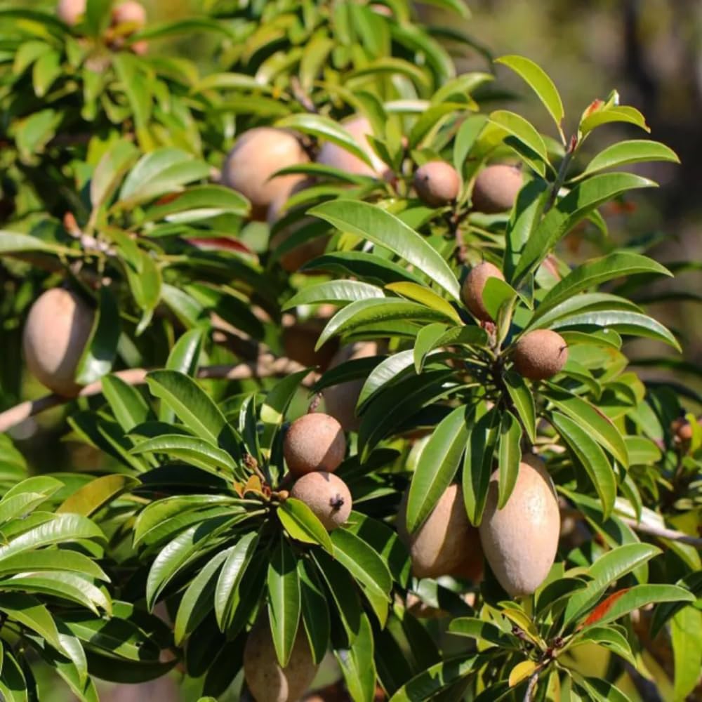 Sapodilla Tree Live Plant for Planting 2 to 3 Feet, in 3 Gallon Pot, Sapodilla Plant Live Ready to Grow, No Shipping to CA