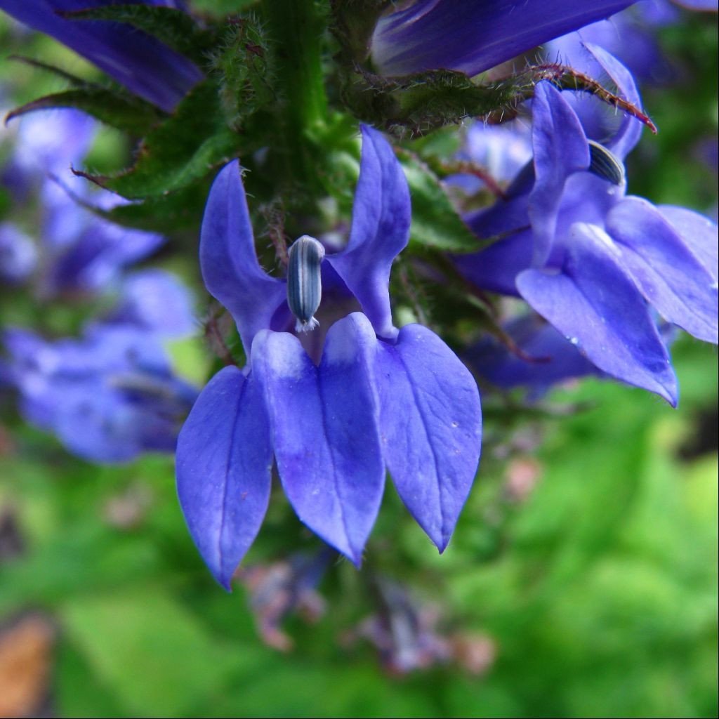 Palm Beach Medicinal Herbs - Great Lobelia (Lobelia syphilitica) - Packet of 40 Seeds
