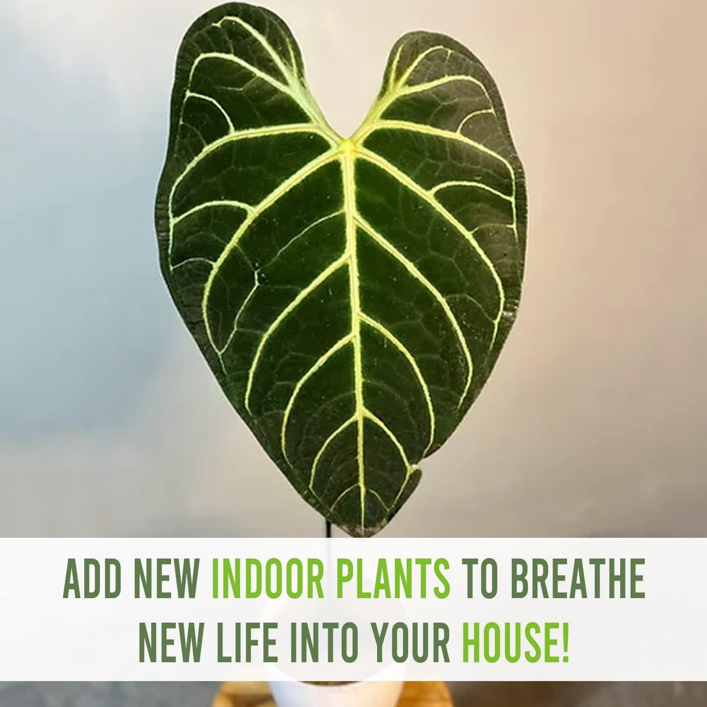 LEAL PLANTS ECUADOR Anthurium Regale Green Live House Plant for Indoor| Anthuriums Live Plant|Huge Anthurium Regale| Perfect for Home Decor, Unique Gift for Plant Lover