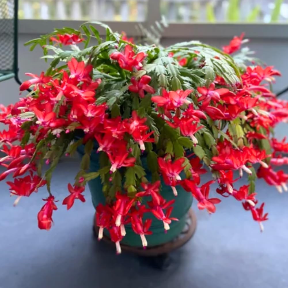 2 Mix Christmas Cactus Plants Live, Live Christmas Cactus Plant, 4 Inc Potted