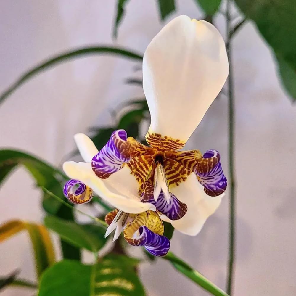 4 Iris Plants, Walking Iris Plants from 5 Inches Tall Bareroot, Purple Iris Flowering Plants