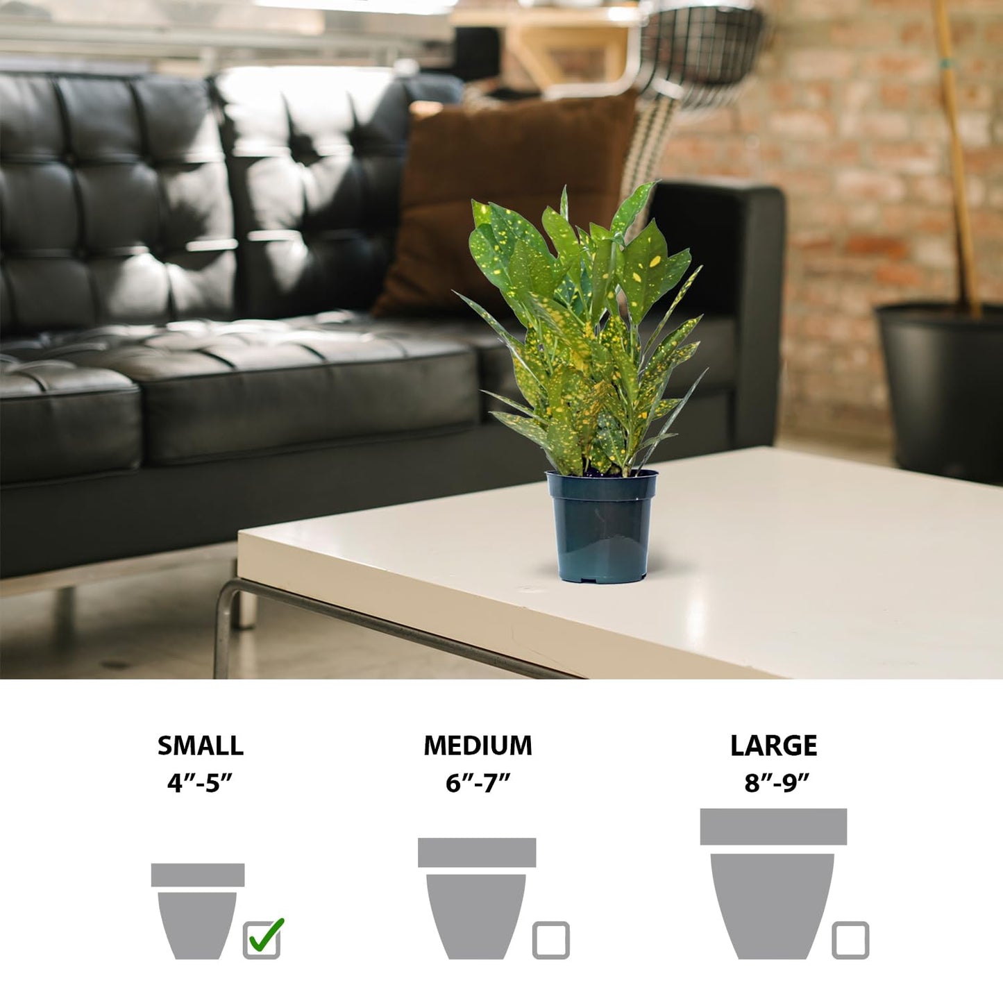 4 Pack Live Croton Gold Dust, Indoor Potted Houseplant, Housewarming Gift, Plant Lover Gift, Christmas Gift, Birthday Gift, Office Plant in 4" Pot